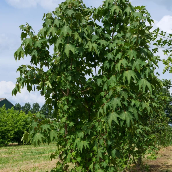 Kalopanax septemlobus &ndash; Kalopanax septemlobus