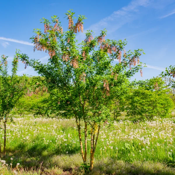 Laburnocytisus adamii &ndash; Cytise d‘Adam