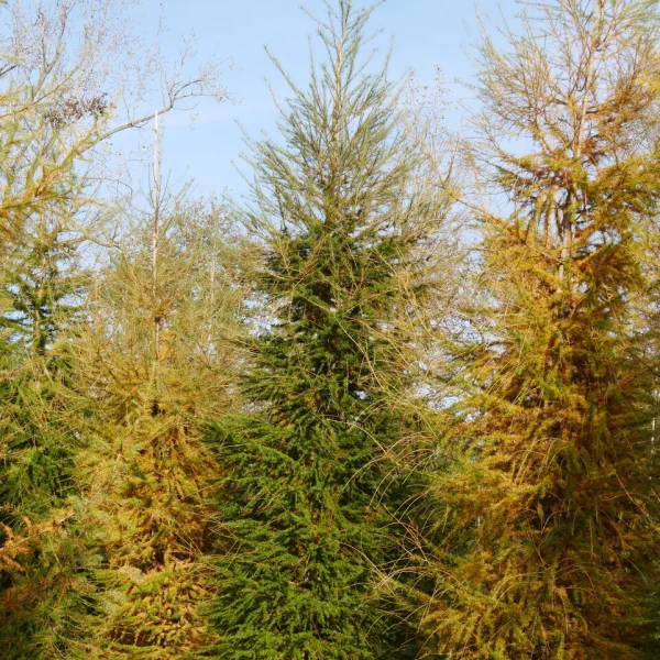 Larix decidua &ndash; Mélèze d'Europe, Mélèze commun