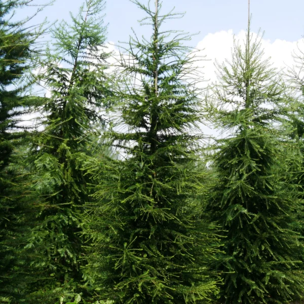 Larix decidua &ndash; Mélèze d'Europe, Mélèze commun