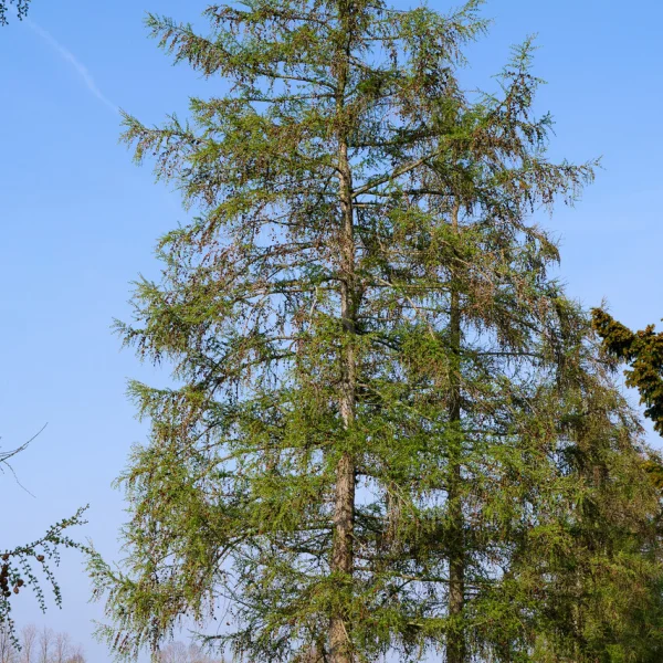 Larix kaempferi &ndash; Mélèze du Japon