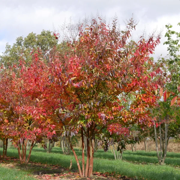 Lagerstroemia 'Natchez' &ndash; Lagerstroemia 'Natchez'