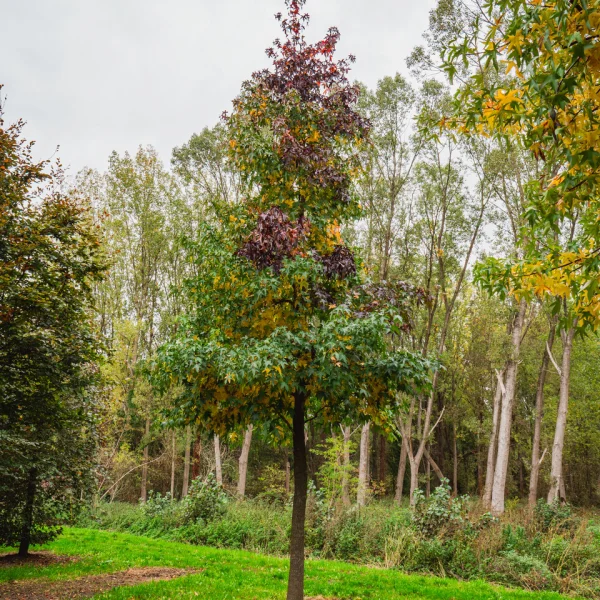 Liquidambar styraciflua – Copalme d'Amérique
