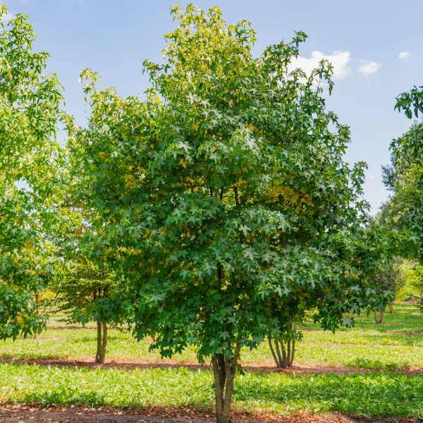 Liquidambar styraciflua &ndash; Copalme d'Amérique