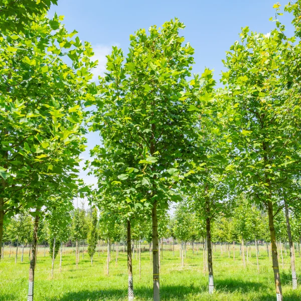 Liriodendron tulipifera – Tulipier de Virginie