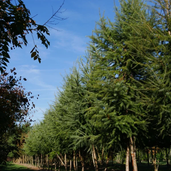 Larix kaempferi – Mélèze du Japon