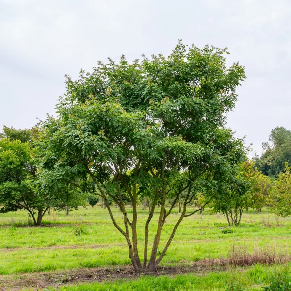 Maackia amurensis – Maackia de l'Amour