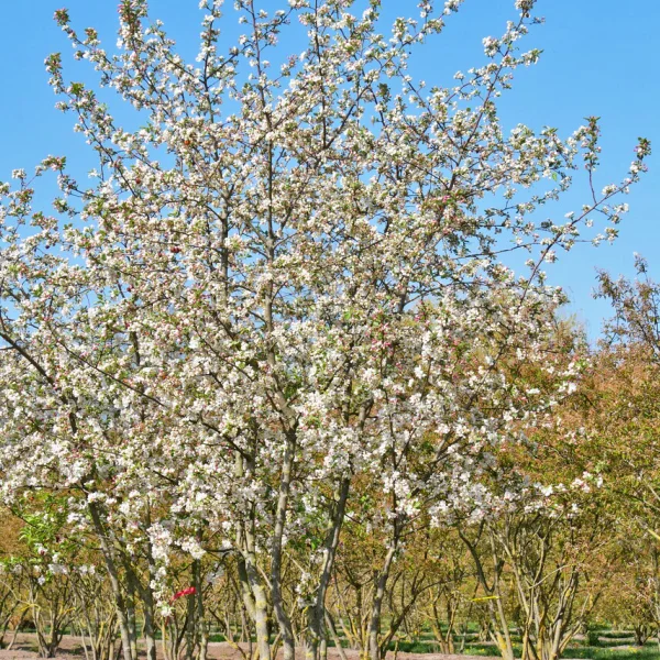 Malus 'Evereste' &ndash; Malus 'Evereste'