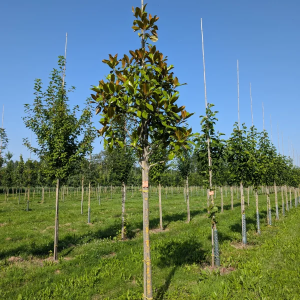 Magnolia grandiflora &ndash; Magnolia à grandes fleurs