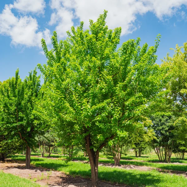 Maclura pomifera &ndash; Oranger des Osages, Bois d'Arc