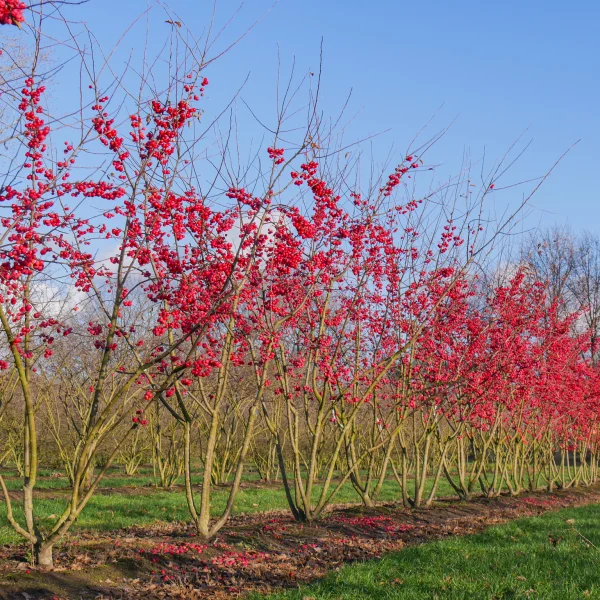 Malus 'Red Sentinel' &ndash; Malus 'Red Sentinel'