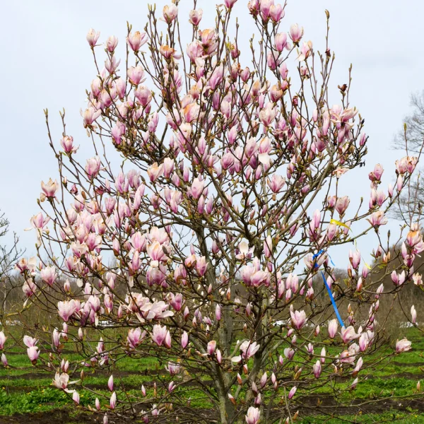 Magnolia ×soulangeana – Magnolia hybride de Soulange