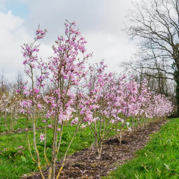 Magnolia stellata 'Rosea' &ndash; Magnolia stellata 'Rosea'