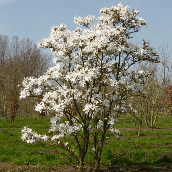 Magnolia stellata &ndash; Magnolia stellata