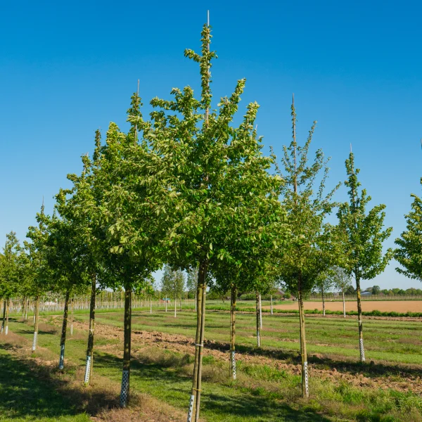 Malus sylvestris &ndash; Pommier sauvage