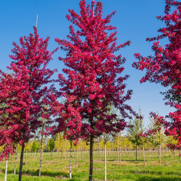 Malus toringo 'Scarlett'