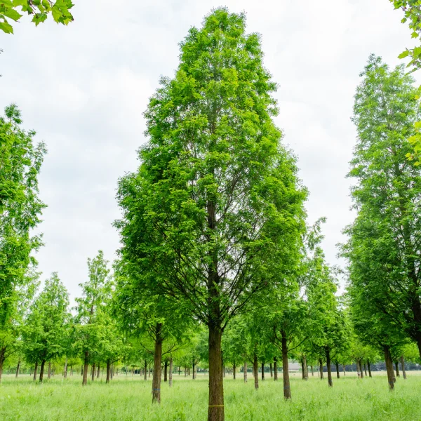 Metasequoia glyptostroboides – Métaséquoia de Chine