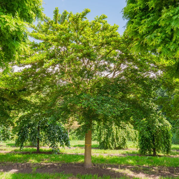 Morus alba 'Nana Issai' &ndash; Morus alba 'Nana Issai'