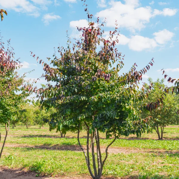 Parrotia persica 'Bella' &ndash; Parrotia persica 'Bella'