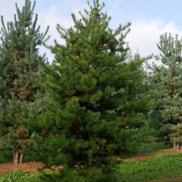 Pinus banksiana &ndash; Pin gris