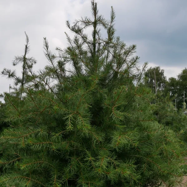Pinus bungeana &ndash; Pin Napoléon