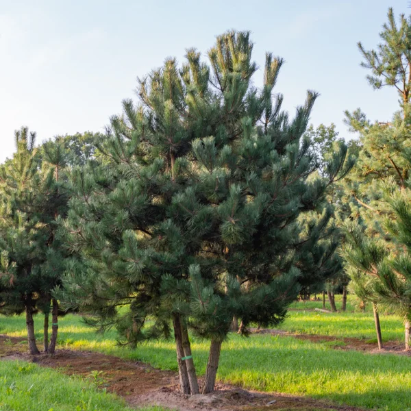 Pinus nigra subsp. nigra &ndash; Pin noir d'Autriche
