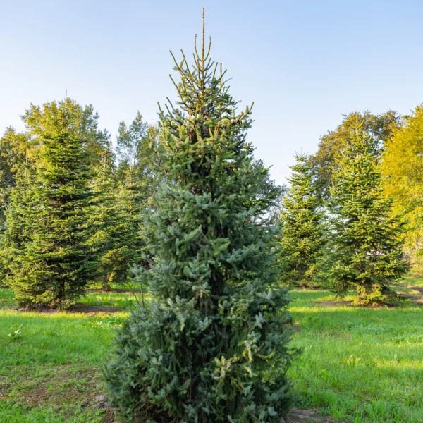 Picea omorika &ndash; Epicéa de Serbie