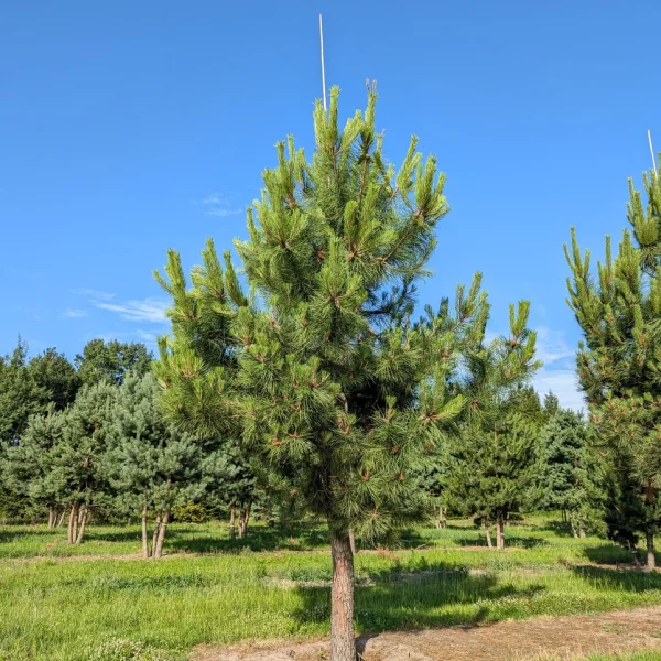 Pinus pinaster &ndash; Pin maritime, pinastre