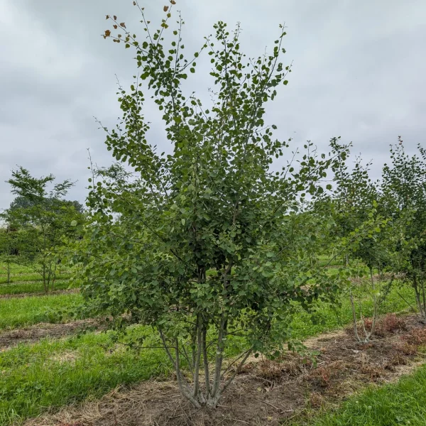 Populus tremula &ndash; Peuplier tremble, Tremble