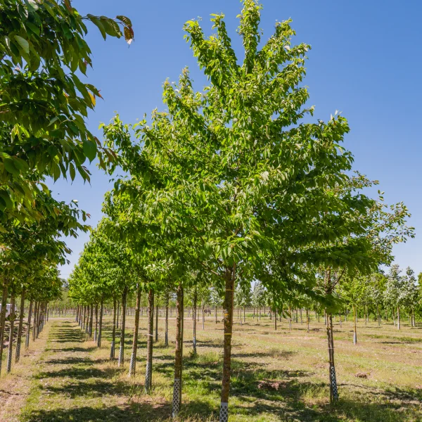 Prunus maackii &ndash; Cerisier de Mandchourie