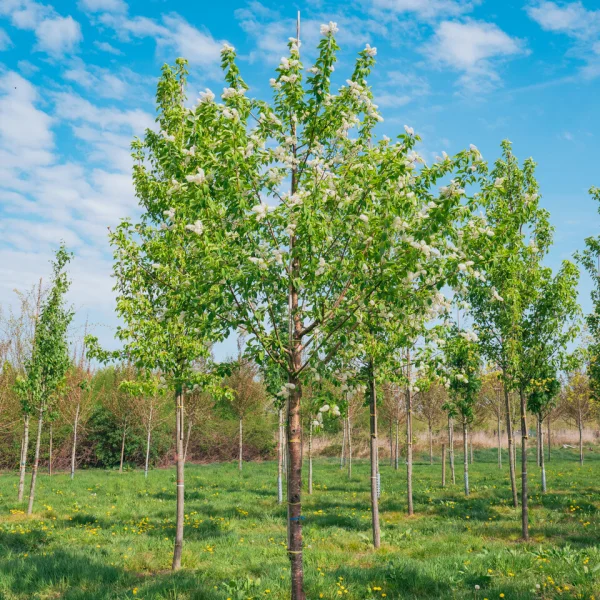 Prunus maackii 'Amber Beauty' &ndash; Prunus maackii 'Amber Beauty'