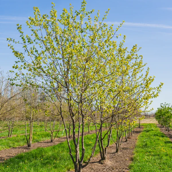 Prunus 'Mahogany Lustre' &ndash; Prunus 'Mahogany Lustre'