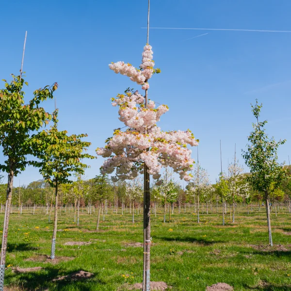 Prunus serrulata 'Shôgetsu' &ndash; Prunus serrulata 'Shôgetsu'