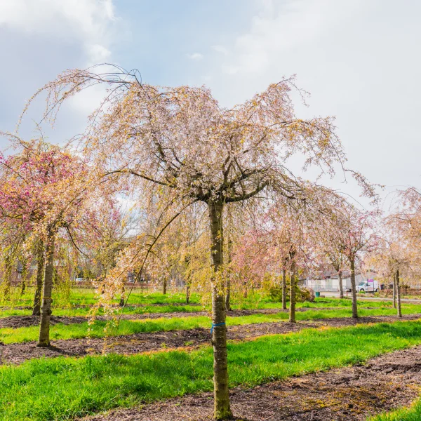 Prunus ×subhirtella 'Pendula' &ndash; Prunus pendula