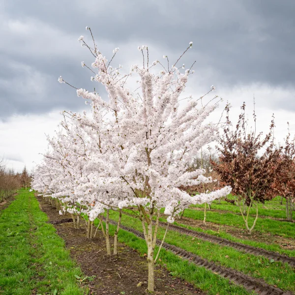 Prunus ×yedoensis – Cerisier du Tibet