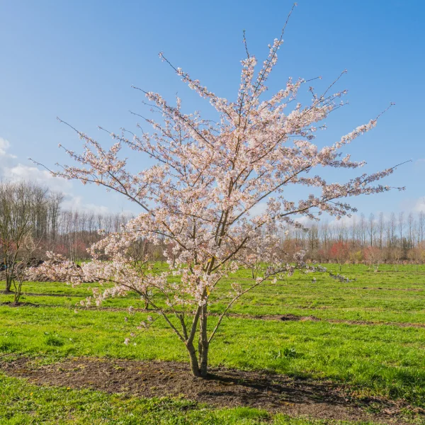 Prunus ×yedoensis &ndash; Cerisier du Tibet
