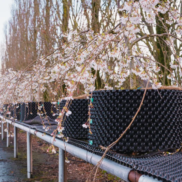 Prunus ×yedoensis 'Ivensii' &ndash; Prunus ×yedoensis 'Ivensii'
