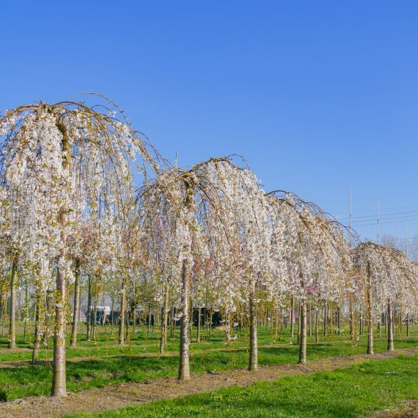 Prunus ×yedoensis 'Shidare-yoshino' &ndash; Prunus ×yedoensis 'Shidare-yoshino'