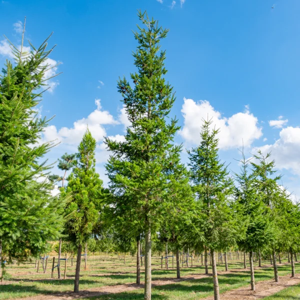 Pseudotsuga menziesii &ndash; Sapin de douglas, Sapin l'Oregon