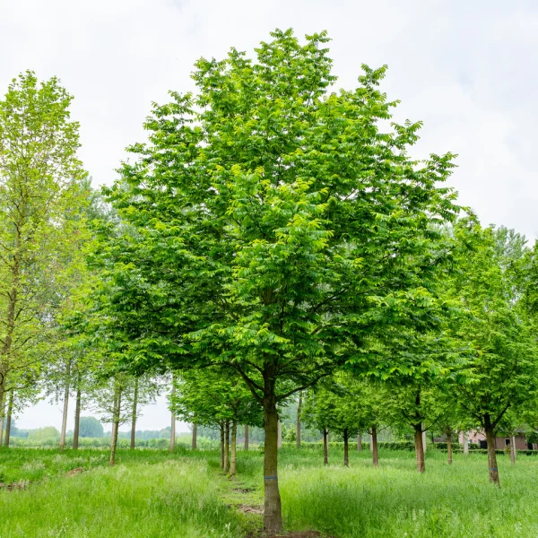 Pterocarya fraxinifolia &ndash; Ptérocaryer à feuilles de frêne, Ptérocaryer du Caucase