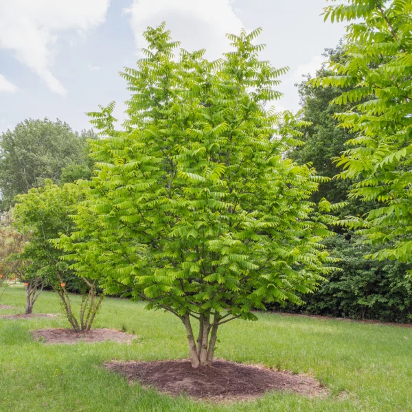 Pterocarya stenoptera &ndash; Ptérocaryer de Chine