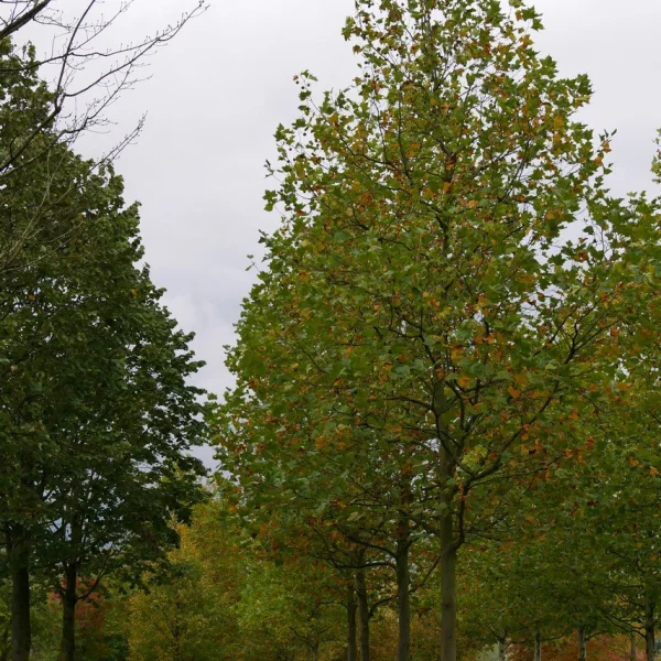 Platanus ×hispanica – Platane commun