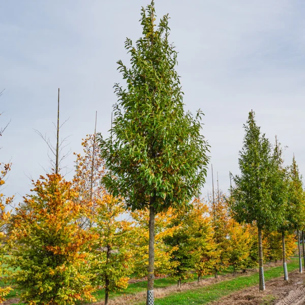 Quercus acutissima &ndash; Chêne du Japon à feuilles de châtaignier