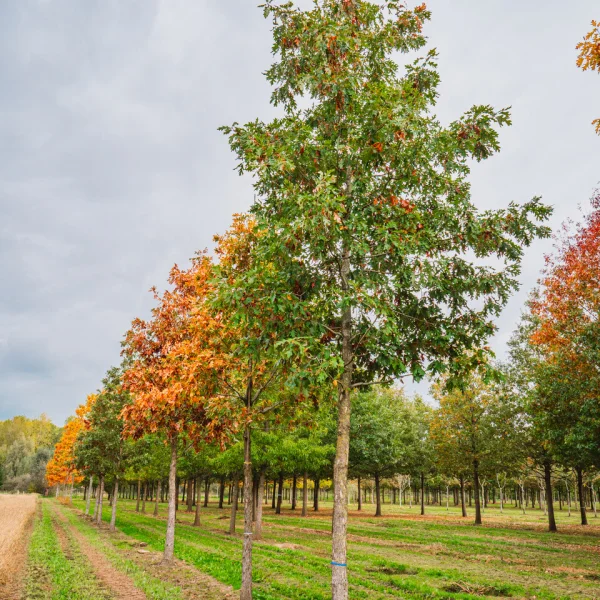 Quercus alba &ndash; Chêne Blanc d’Amérique