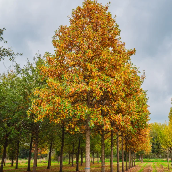Quercus bicolor &ndash; Chêne bicolore
