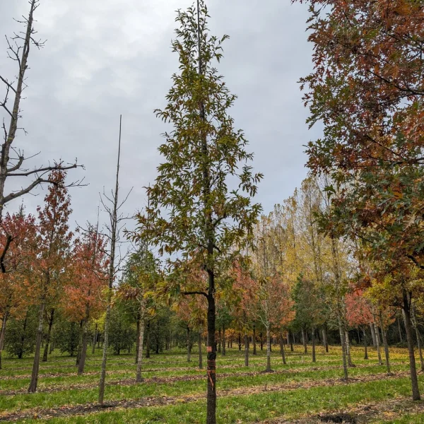 Quercus castaneifolia &ndash; Chêne a feuilles de châtaignier, Palout