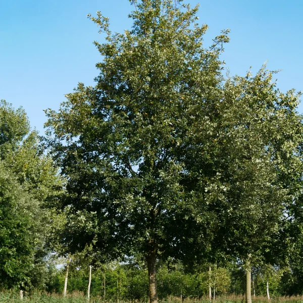 Quercus cerris &ndash; Chêne chevelu de Bourgogne, Doucier, Chêne Lombard