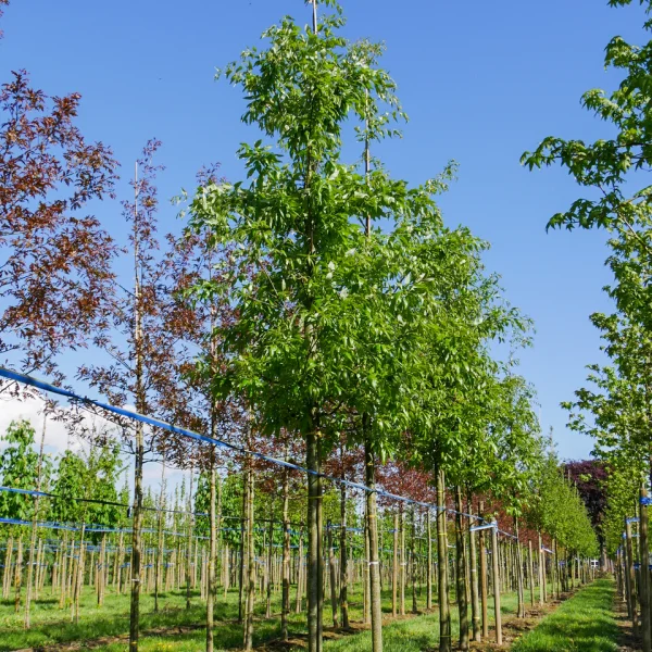 Quercus castaneifolia 'Green Spire' &ndash; Quercus castaneifolia 'Green Spire'