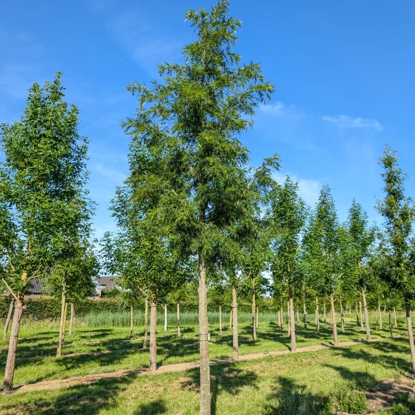 Quercus cerris 'Summer Veil' &ndash; Quercus cerris 'Summer Veil'