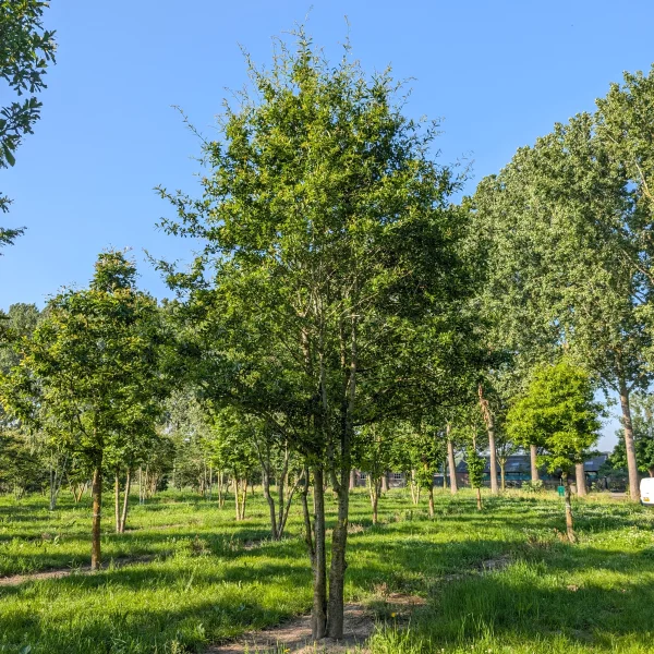 Quercus nigra &ndash; Chêne noir